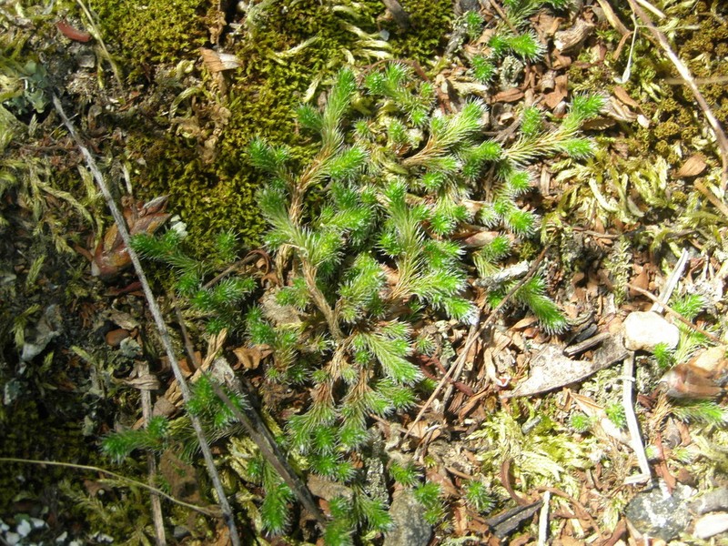 Northern Selaginella photo 5
