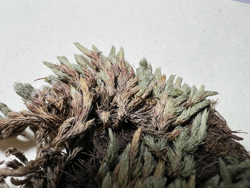 Northern Selaginella photo 6