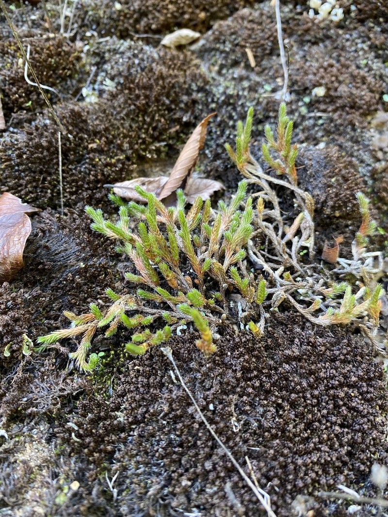 Northern Selaginella photo 7