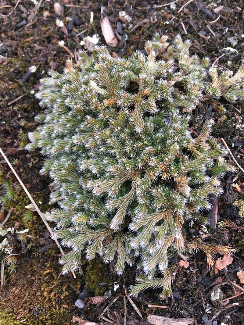 Northern Selaginella photo 8