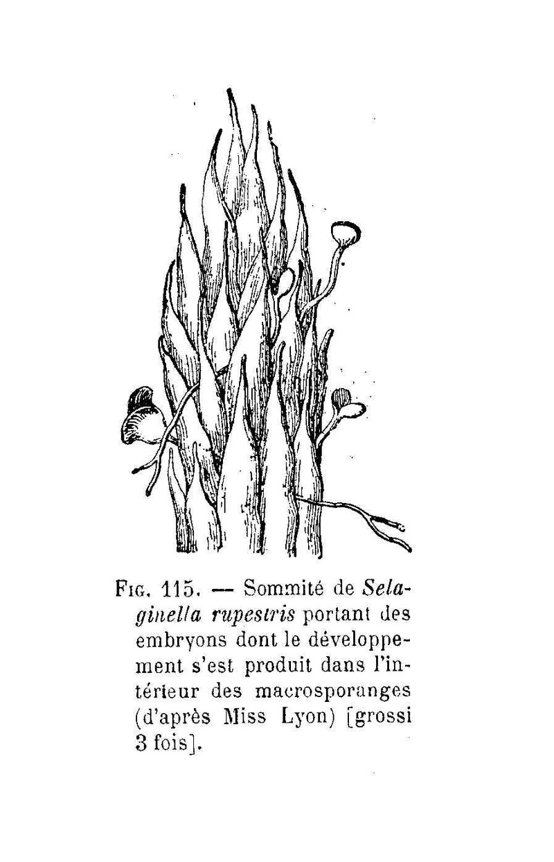 Northern Selaginella photo 4