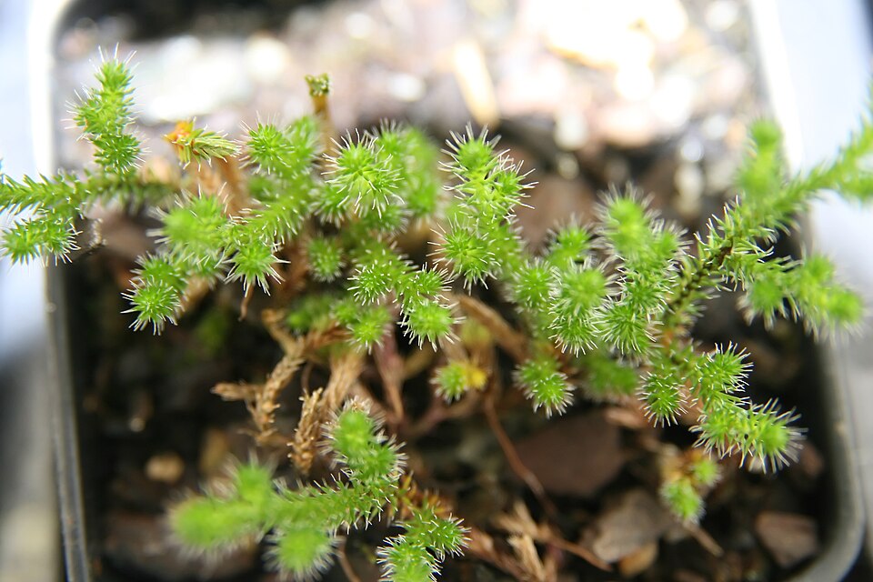 Northern Selaginella