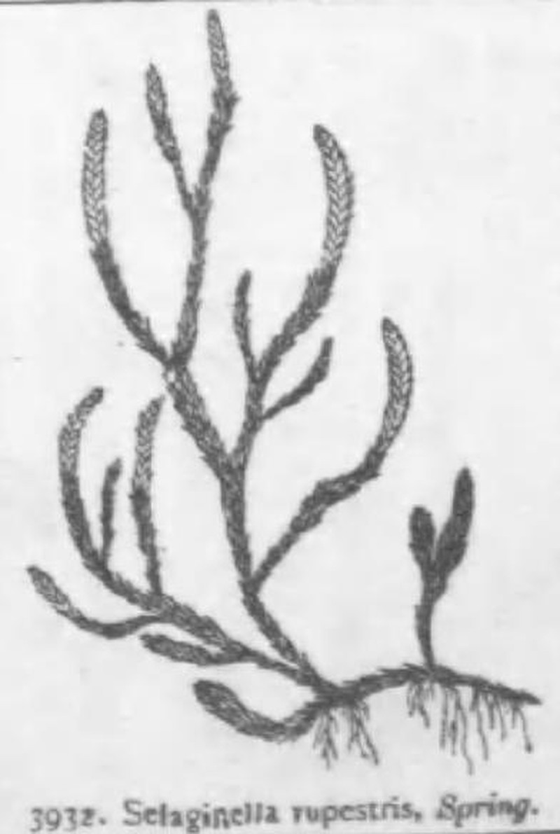 Northern Selaginella photo 2