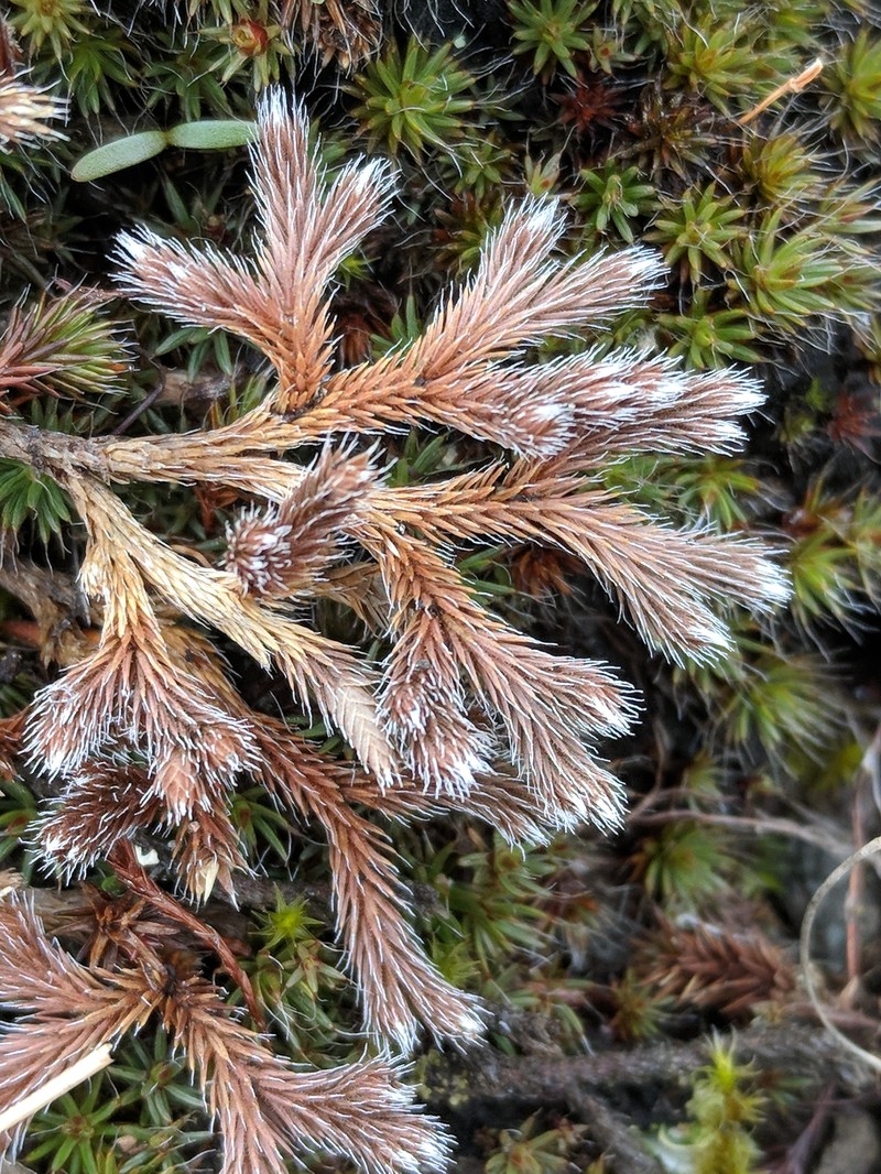 Northern Selaginella photo 3