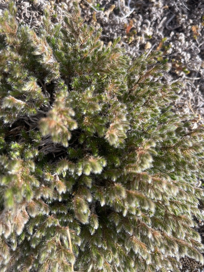 Rockloving Spikemoss