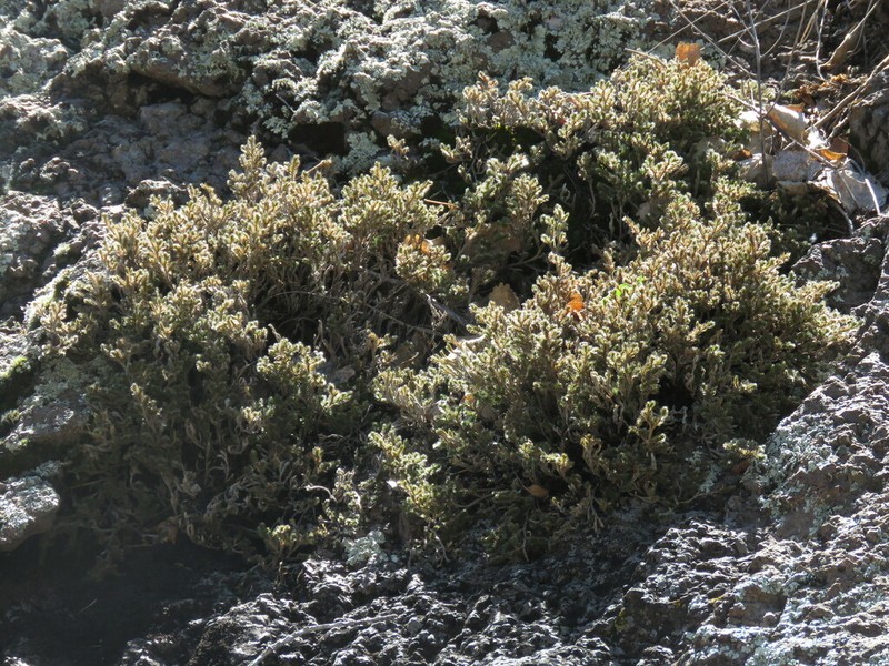 Rockloving Spikemoss photo 2