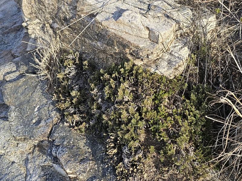 Rockloving Spikemoss photo 3