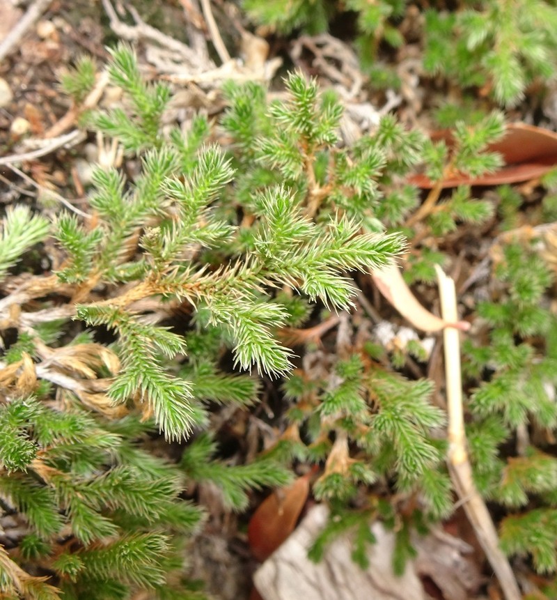 Rockloving Spikemoss photo 4