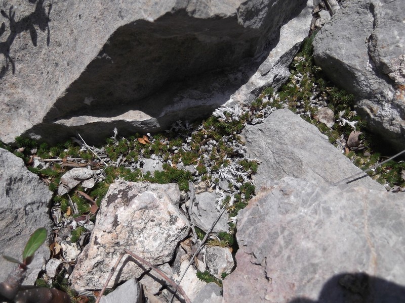 Rockloving Spikemoss photo 5