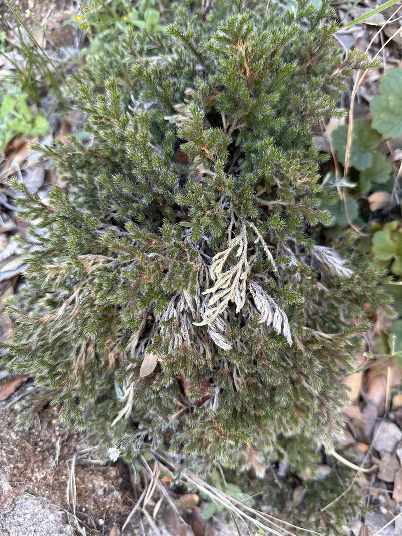 Rockloving Spikemoss photo 6