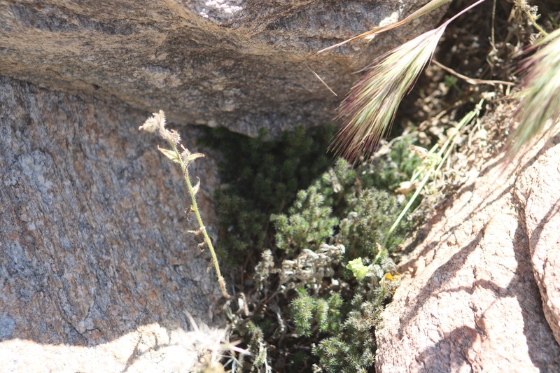 Rockloving Spikemoss photo 7
