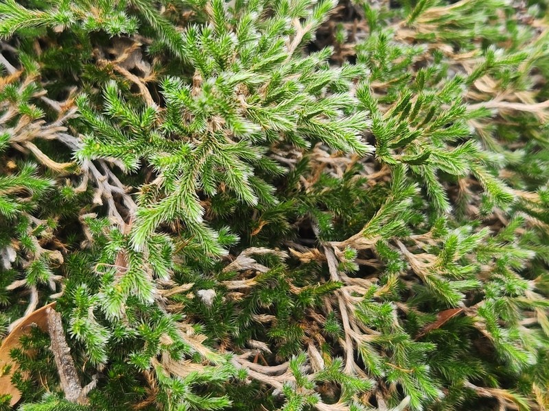 Rockloving Spikemoss photo 8