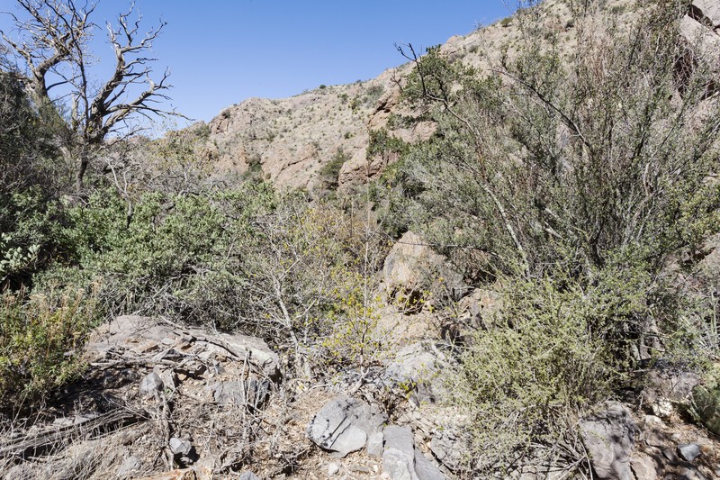 Rockloving Spikemoss