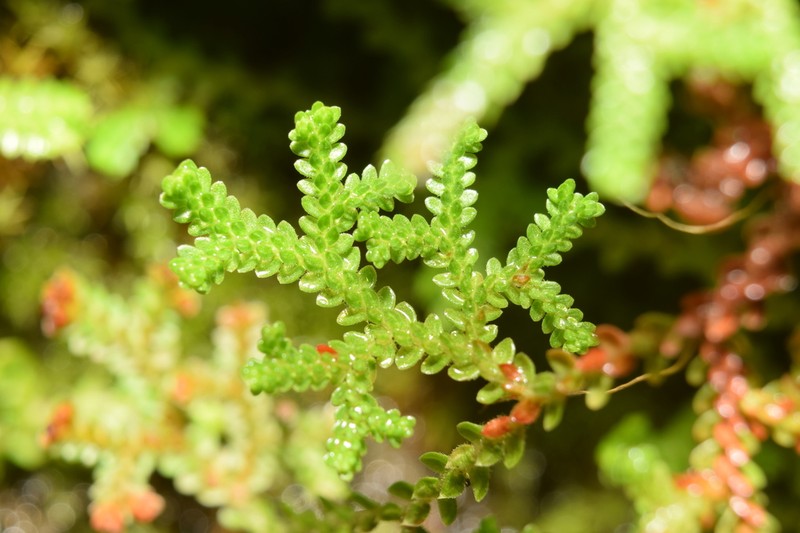 Selaginella rzedowskii