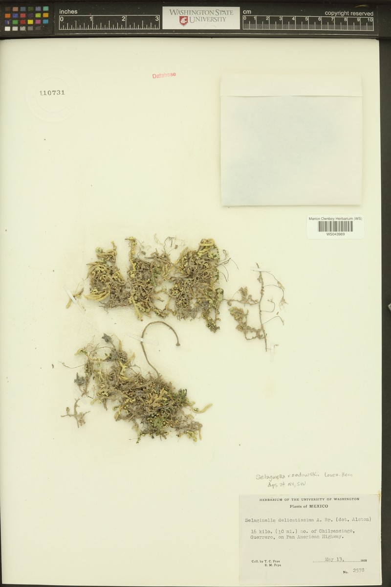 Selaginella rzedowskii photo 2