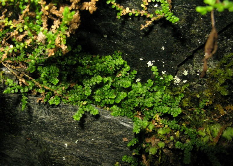 Selaginella sajanensis