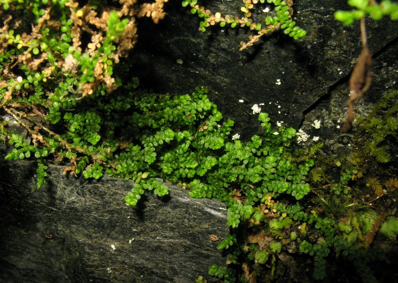 Selaginella sajanensis photo 2