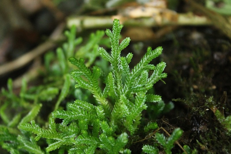 Selaginella salazariae photo 2