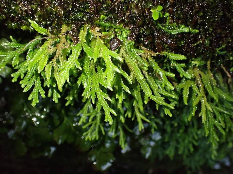 Selaginella salazariae photo 3