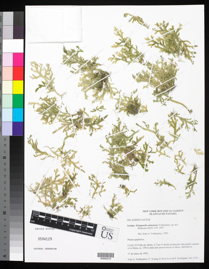 Selaginella salazariae