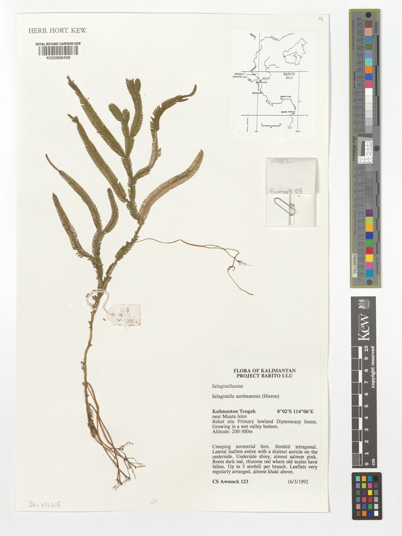 Selaginella sambasensis