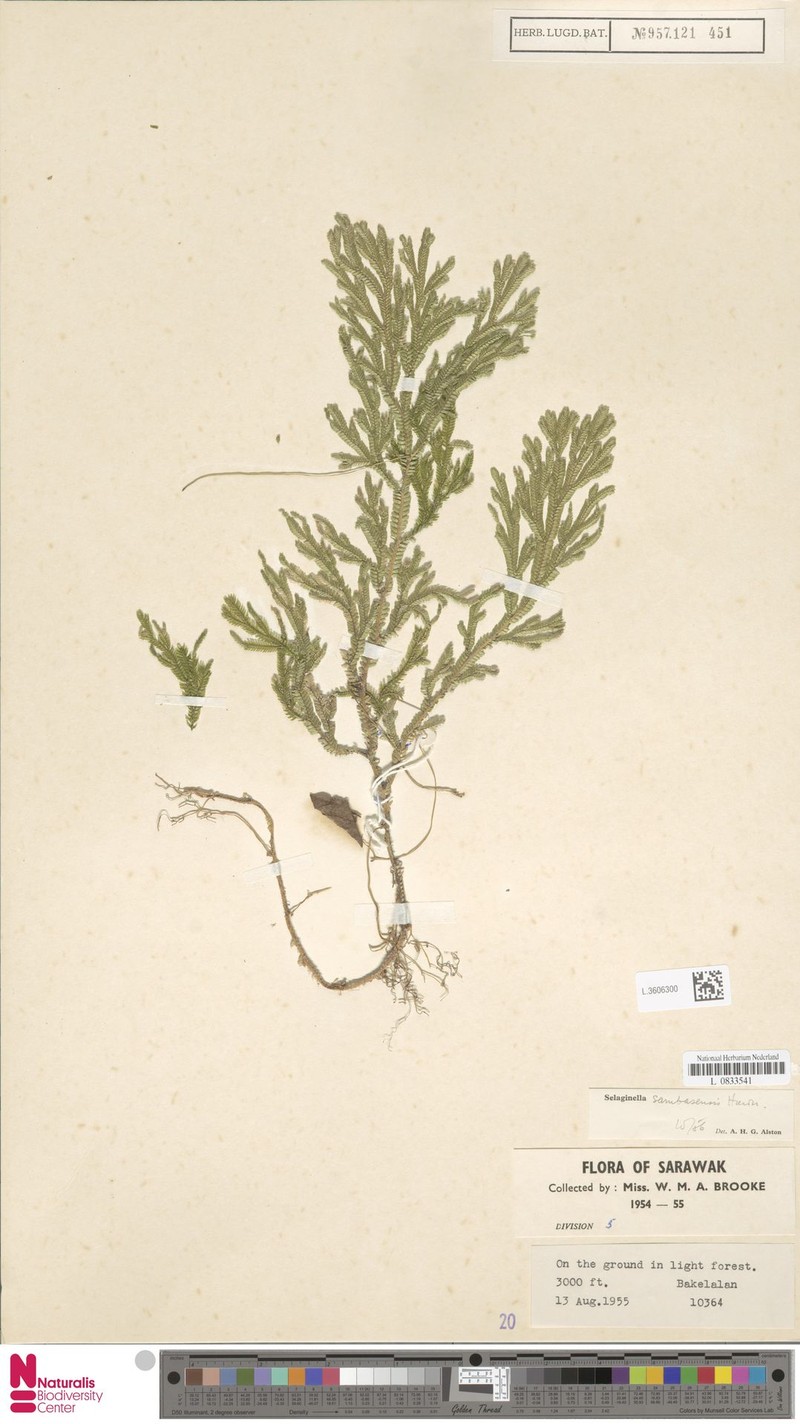 Selaginella sambasensis photo 2