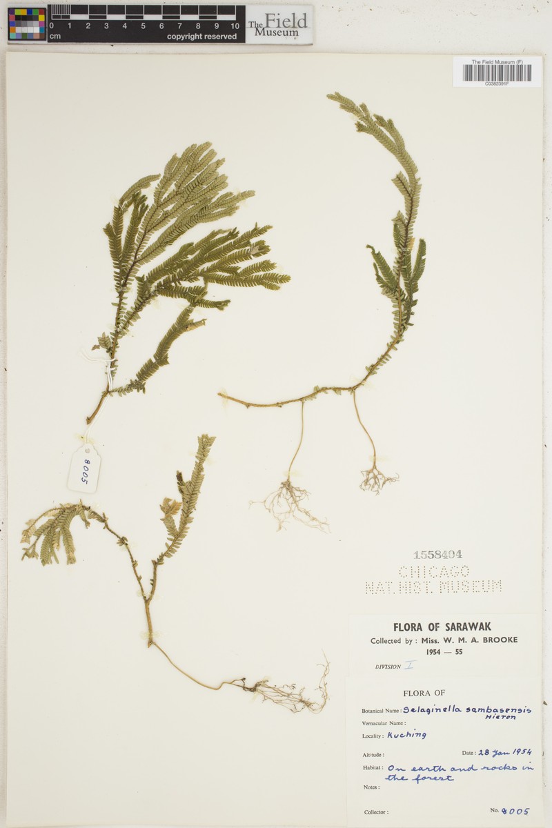 Selaginella sambasensis photo 3