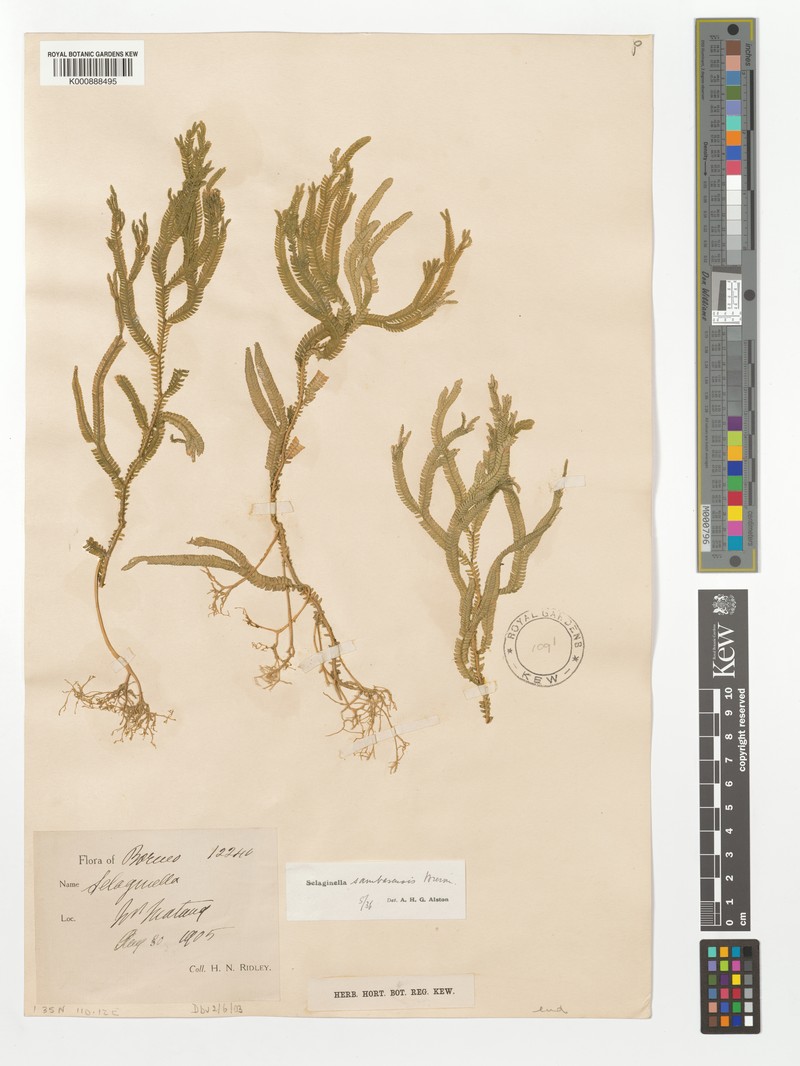 Selaginella sambasensis photo 4