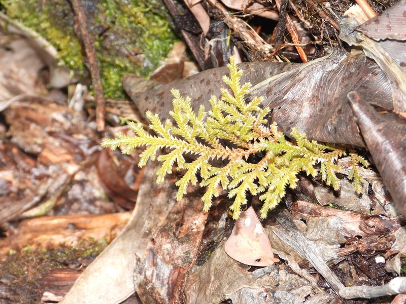Selaginella sandwithii
