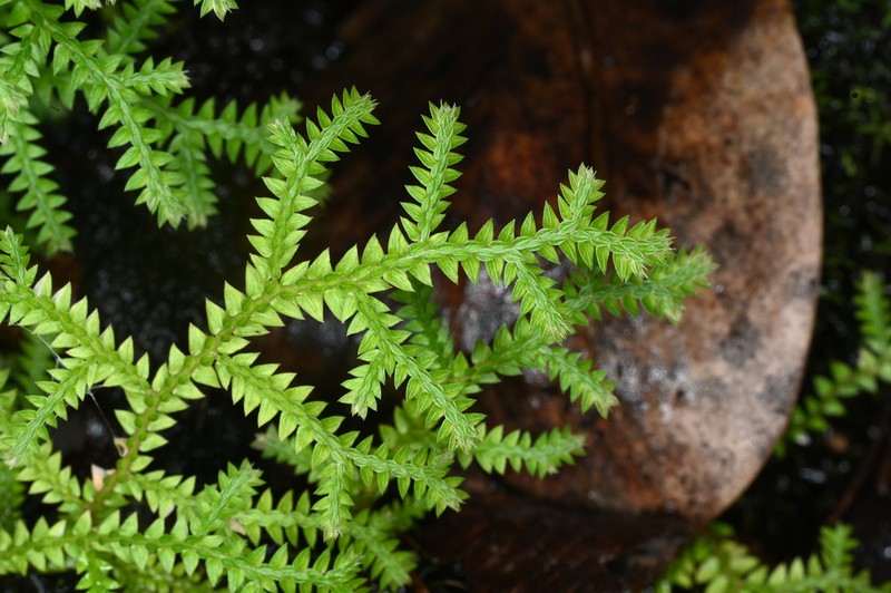 Selaginella sandwithii photo 2