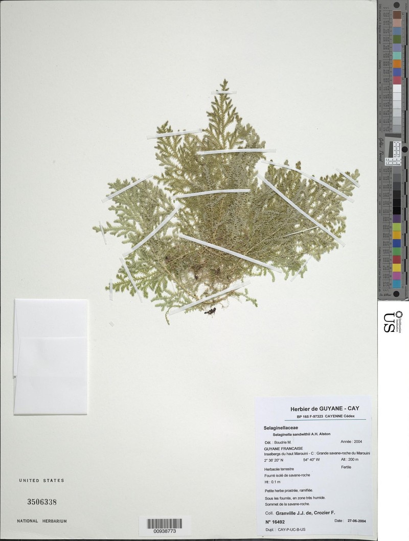 Selaginella sandwithii photo 3