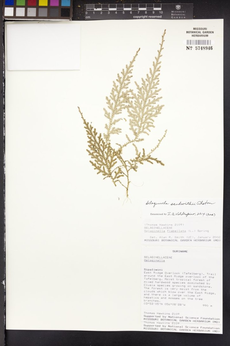Selaginella sandwithii photo 4