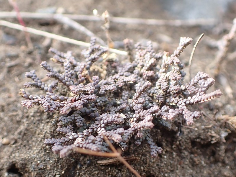 Selaginella sanguinolenta