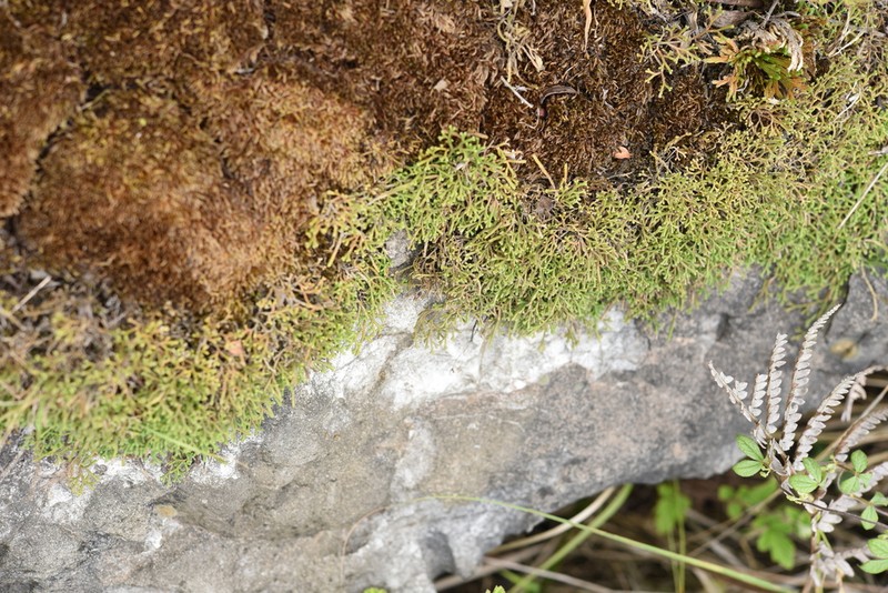 Selaginella sanguinolenta photo 2