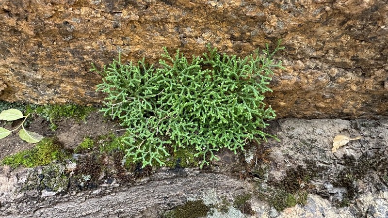 Selaginella sanguinolenta photo 3