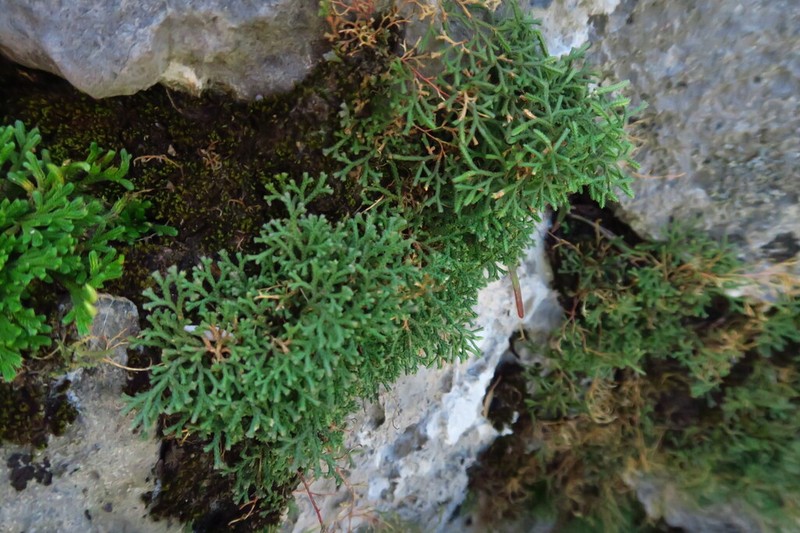 Selaginella sanguinolenta photo 4