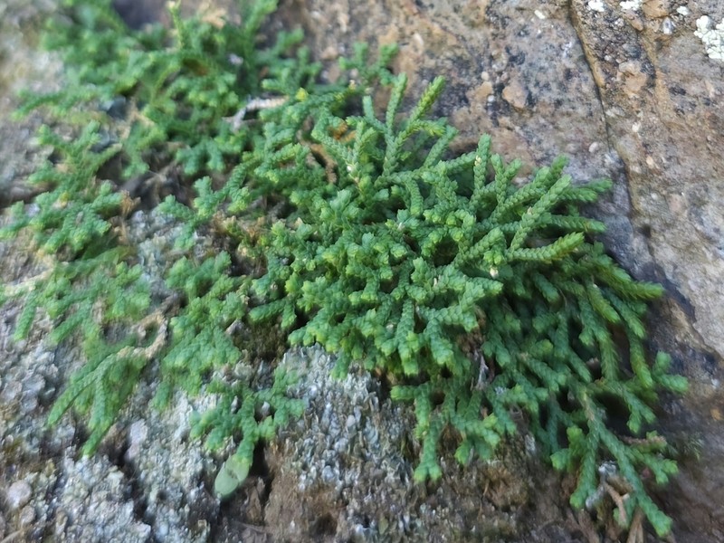 Selaginella sanguinolenta photo 5