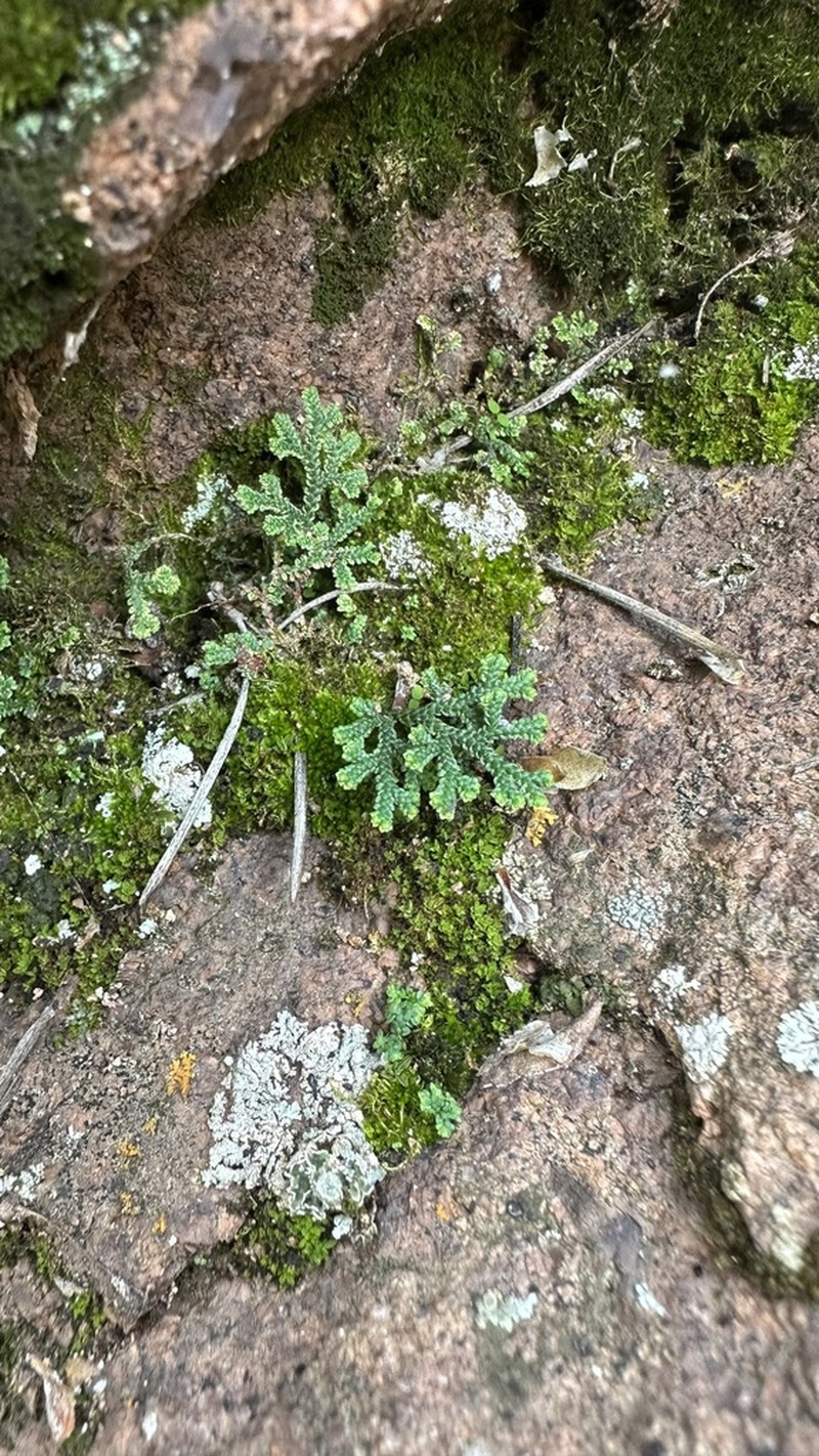 Selaginella sanguinolenta photo 6