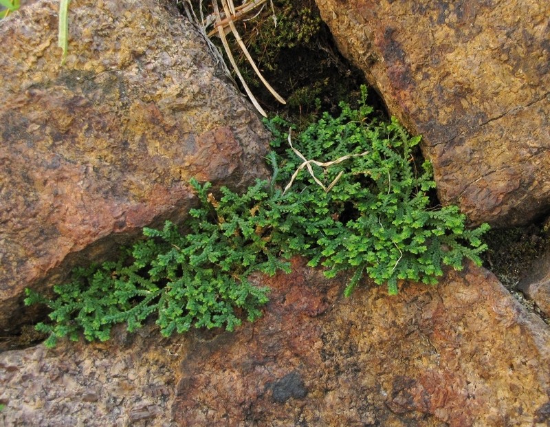 Selaginella sanguinolenta photo 7