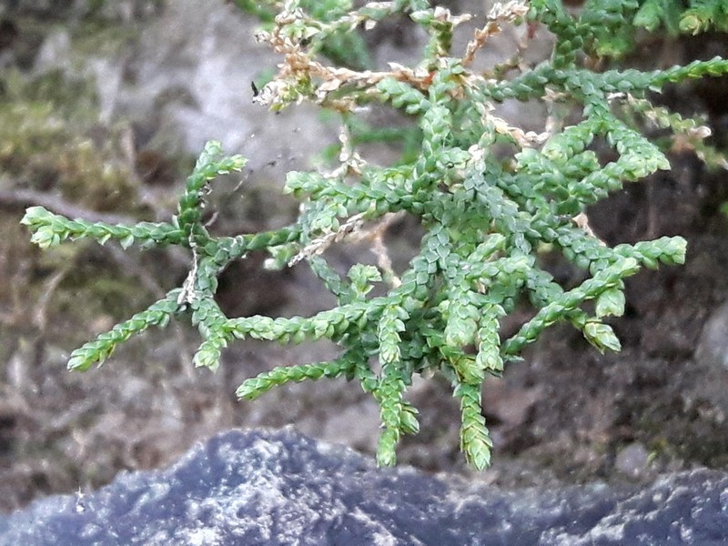 Selaginella sanguinolenta photo 8