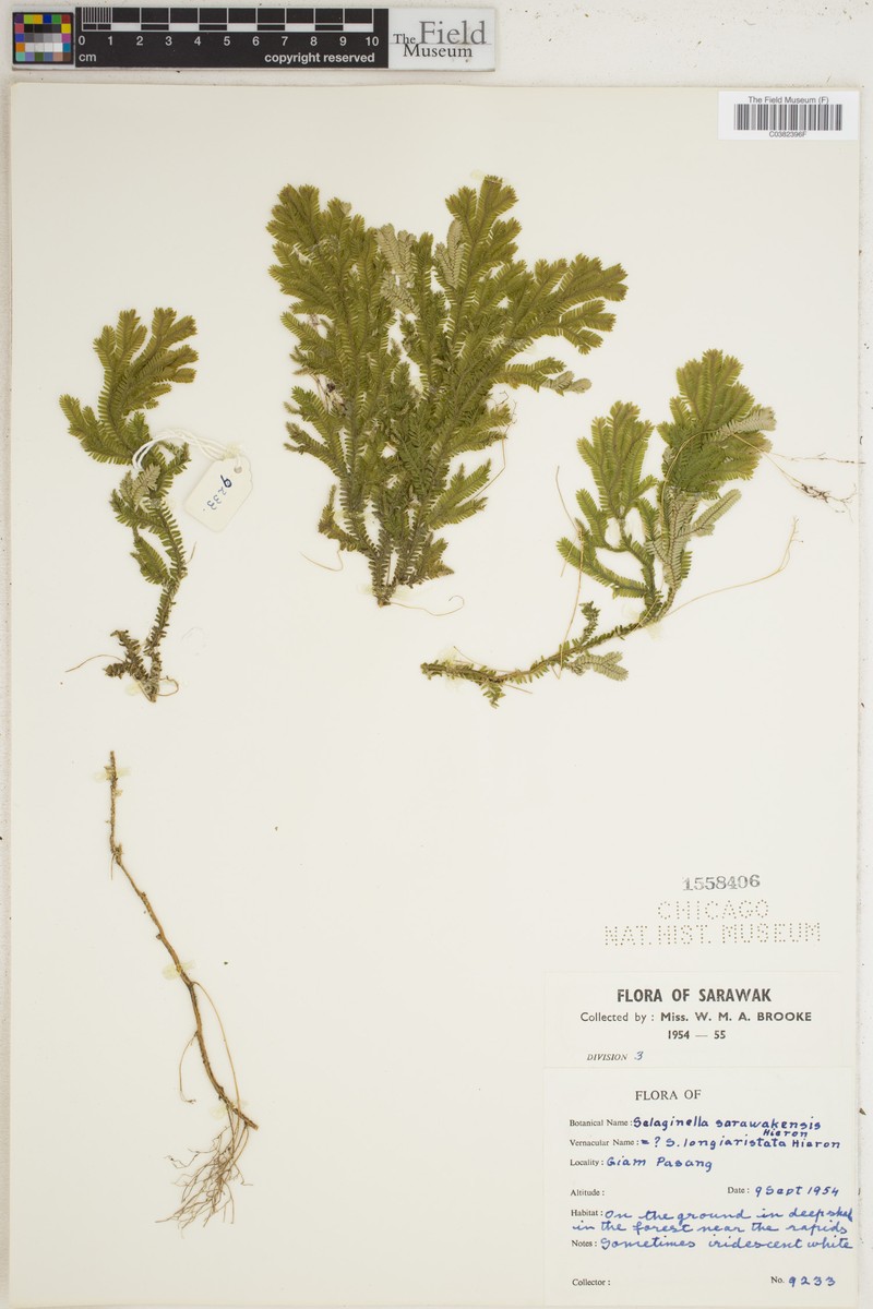 Selaginella sarawakensis