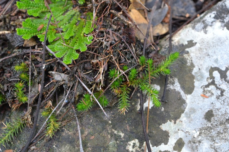 Selaginella sartorii