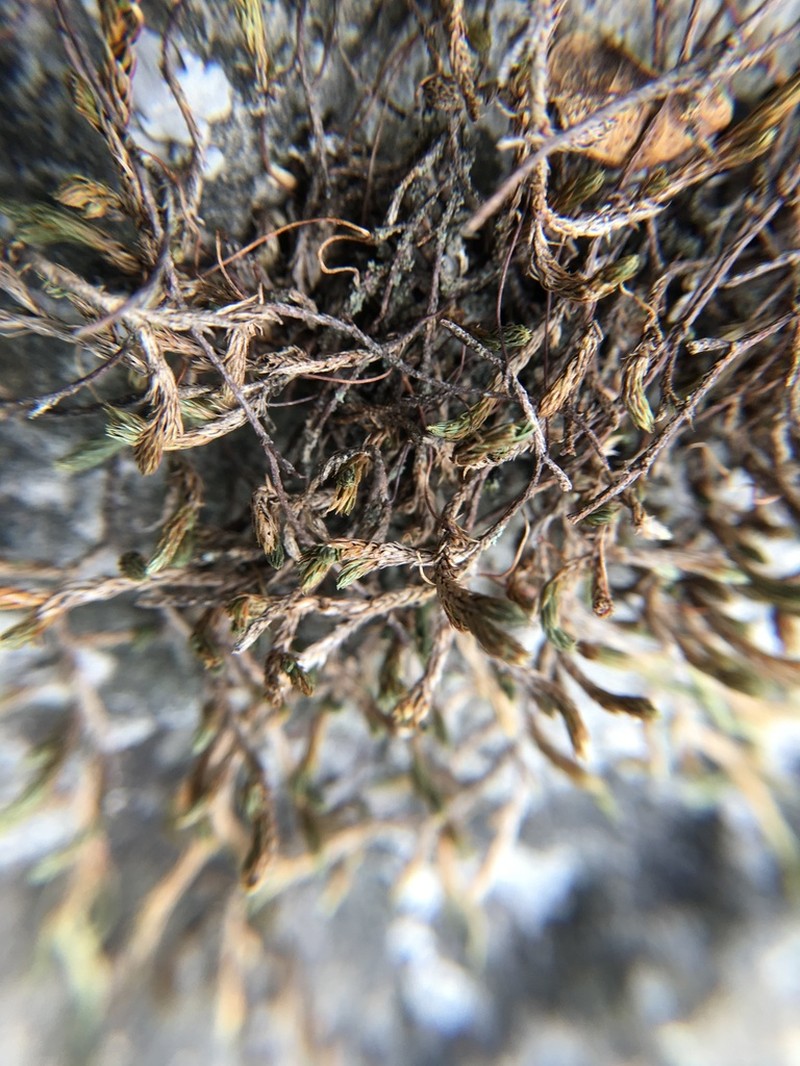 Selaginella sartorii photo 2