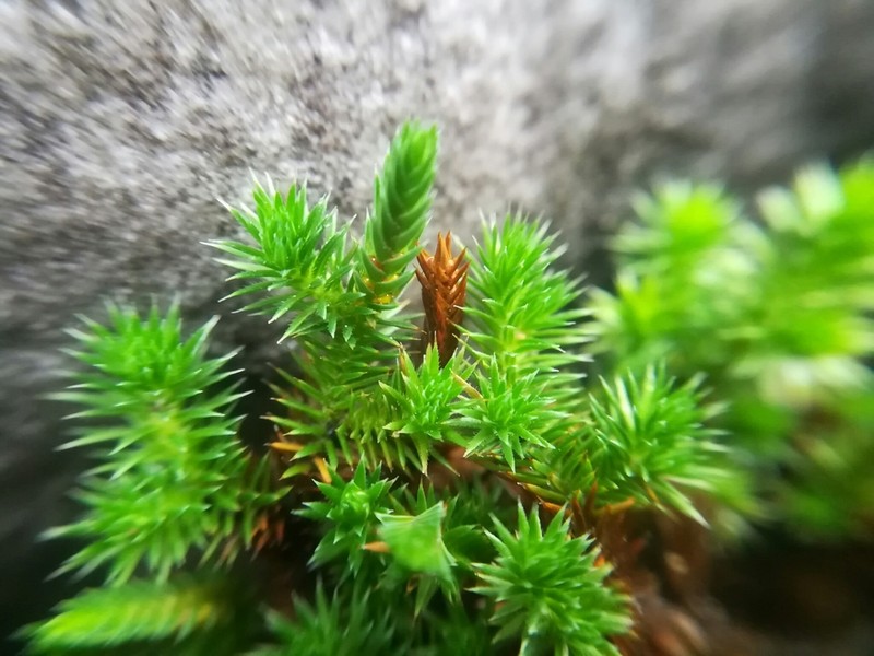 Selaginella sartorii photo 3