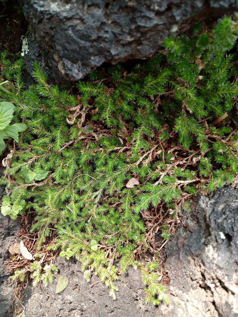 Selaginella sartorii photo 5