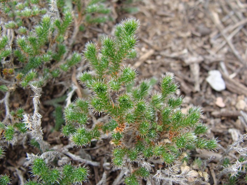 Selaginella sartorii photo 6