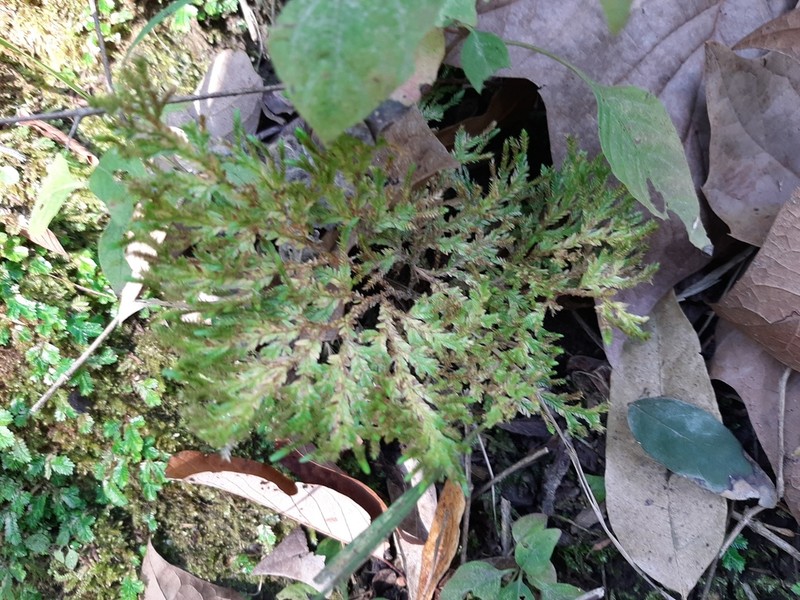Selaginella sartorii photo 7