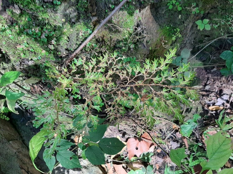 Selaginella sartorii photo 8
