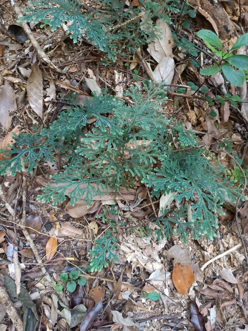 Selaginella scabrifolia