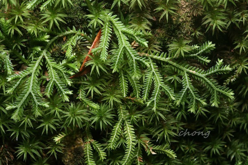 Selaginella scabrifolia photo 2